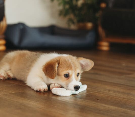 Inducing vomiting in dogs is a last resort when they've eaten something they shouldn't have.