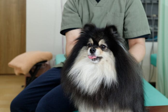 A dog chiropractor makes an adjustment to a dog who licks their lips.