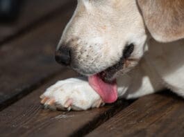 Acral lick dermatitis is a bald or ulcerated area caused by excessive licking.
