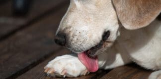 Acral lick dermatitis is a bald or ulcerated area caused by excessive licking.