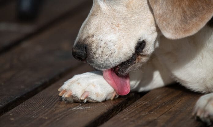 Acral lick dermatitis is a bald or ulcerated area caused by excessive licking.