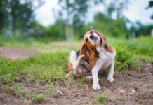 Bartonella in dogs is a bacterial infection believed to be spread by fleas.