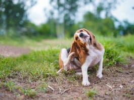 Bartonella in dogs is a bacterial infection believed to be spread by fleas.