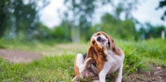 Bartonella in dogs is a bacterial infection believed to be spread by fleas.