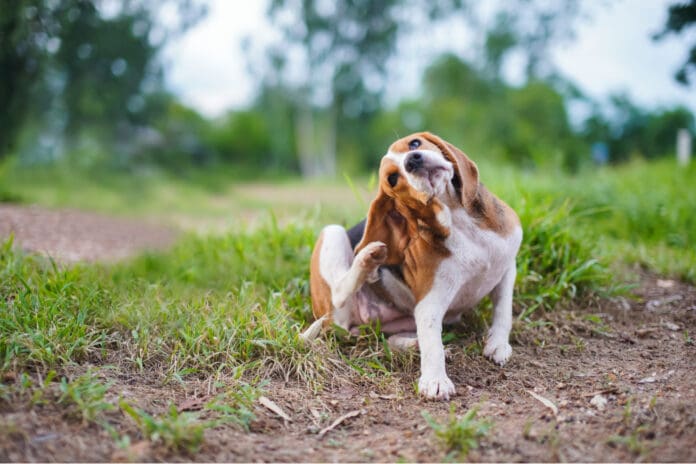 Bartonella in dogs is a bacterial infection believed to be spread by fleas.