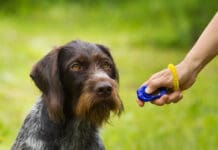 Positive Training Basics eBook from Whole Dog Journal