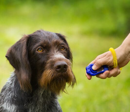 Positive Training Basics eBook from Whole Dog Journal