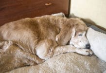 Taking Care of Your Senior Dog eBook from Whole Dog Journal