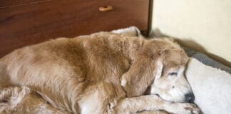 Taking Care of Your Senior Dog eBook from Whole Dog Journal