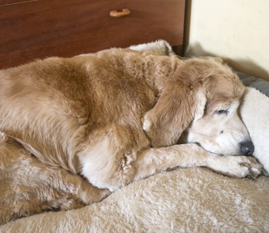 Taking Care of Your Senior Dog eBook from Whole Dog Journal