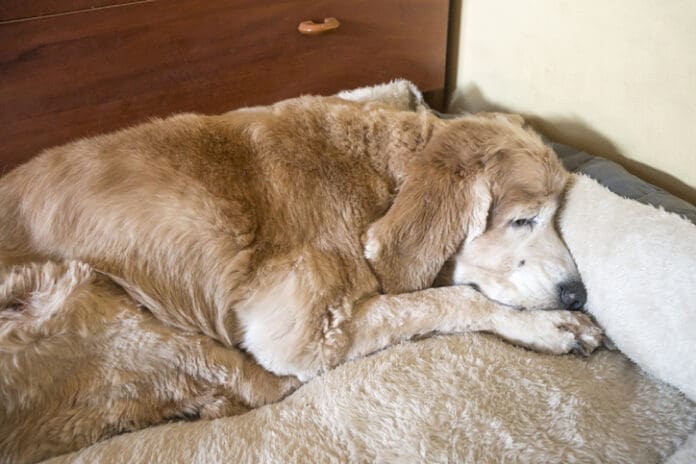 Taking Care of Your Senior Dog eBook from Whole Dog Journal