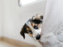 Separation Anxiety eBook from Whole Dog Journal