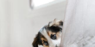 Separation Anxiety eBook from Whole Dog Journal