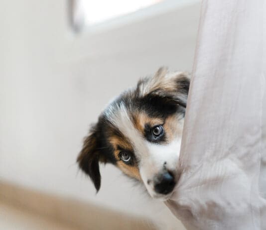 Separation Anxiety eBook from Whole Dog Journal