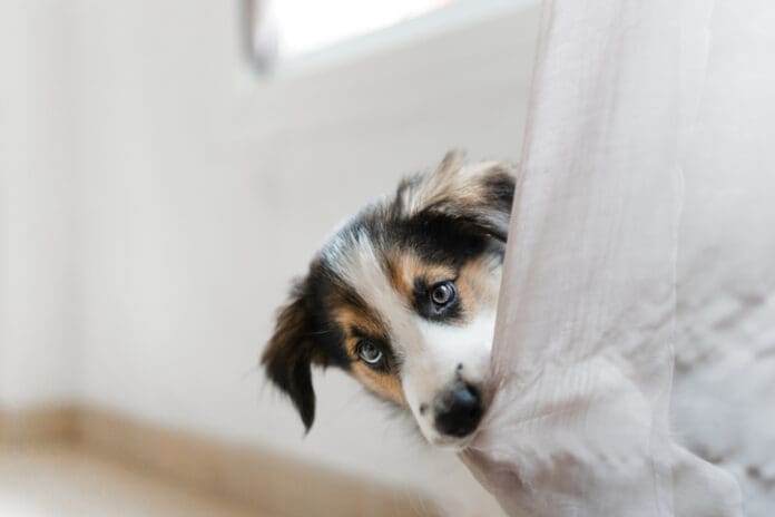 Separation Anxiety eBook from Whole Dog Journal