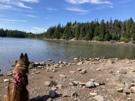 Parks and outdoor areas make for dog friendly vacations.