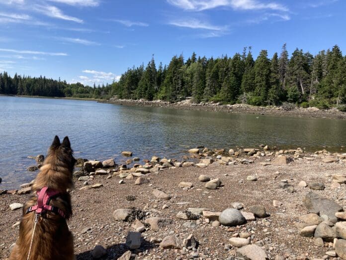 Parks and outdoor areas make for dog friendly vacations.