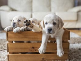 Socializing Your Puppy eBook from Whole Dog Journal