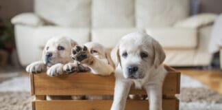 Socializing Your Puppy eBook from Whole Dog Journal