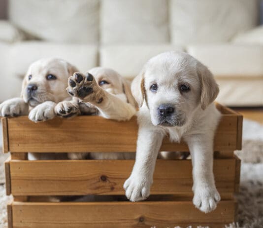 Socializing Your Puppy eBook from Whole Dog Journal