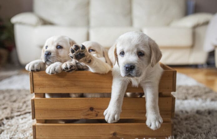 Socializing Your Puppy eBook from Whole Dog Journal