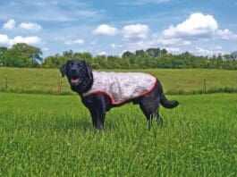Cooling vests for dogs can help to keep your pup comfortable on hot days or long hikes.