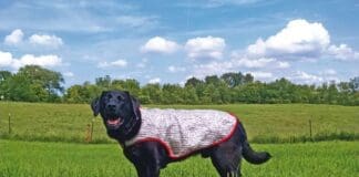 Cooling vests for dogs can help to keep your pup comfortable on hot days or long hikes.