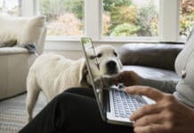 Looking for dog advice on online forums can be a bad idea.