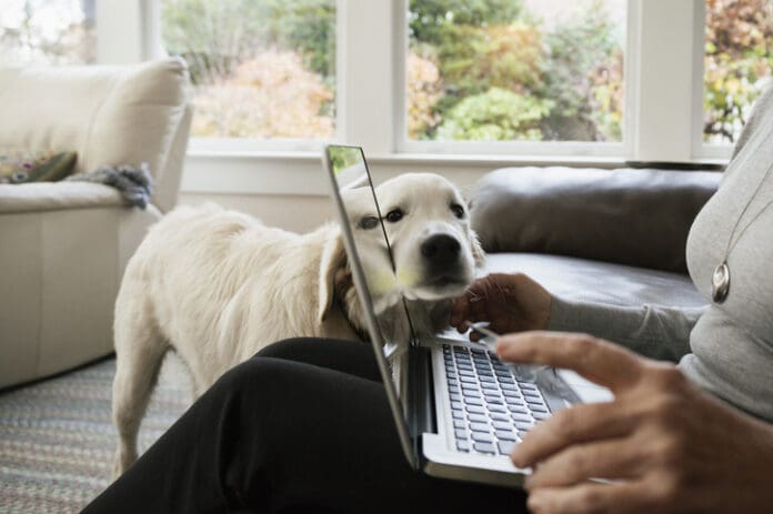 Looking for dog advice on online forums can be a bad idea.