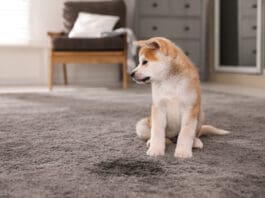 Urine stains can be a challenge to remove from carpet without the appropriate cleaners.