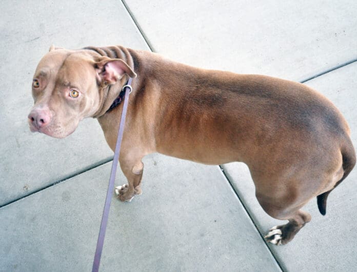 Overweight dogs can suffer many health issues due to their weight.