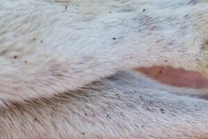 Dead fleas are an easily recognized dog skin condition.