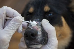 Ringworm is a distinctive fungal dog skin condition that frequently affects a dog's muzzle.