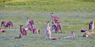 Kangaroo meat dog foods provides a novel protein that may help allergic dogs.