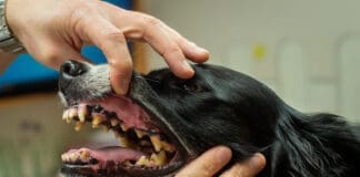 Periodontal disease in dogs is a preventable health risk.