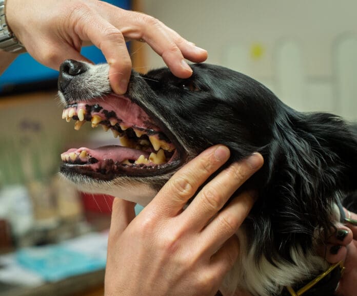 Periodontal disease in dogs is a preventable health risk.