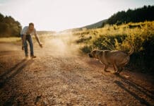 Teaching a dog to come reliably is one of the most important skills to teach.