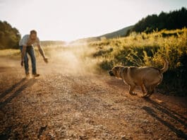 Teaching a dog to come reliably is one of the most important skills to teach.