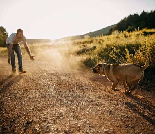 Teaching a dog to come reliably is one of the most important skills to teach.