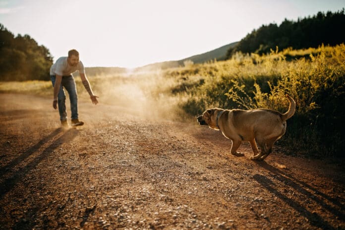 Teaching a dog to come reliably is one of the most important skills to teach.