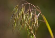 Cheatgrass and dogs make for a painful mix.