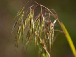 Cheatgrass and dogs make for a painful mix.