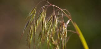 Cheatgrass and dogs make for a painful mix.