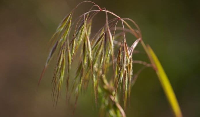 Cheatgrass and dogs make for a painful mix.