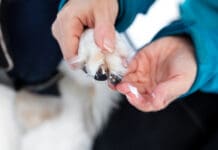 Dog paw balm helps protect dog paws from the environment.