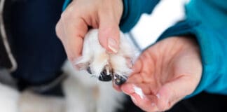 Dog paw balm helps protect dog paws from the environment.