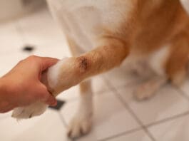 Natural antiseptic for dog wounds can promote and aid healing.