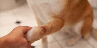 Natural antiseptic for dog wounds can promote and aid healing.