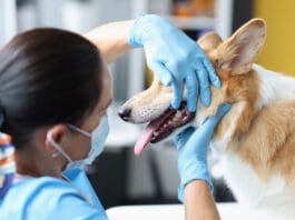 A dog tooth abscess is a serious condition that requires medical attention.