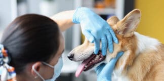 A dog tooth abscess is a serious condition that requires medical attention.